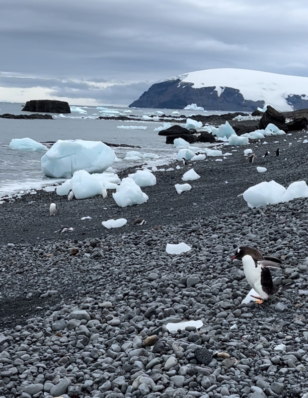 Penguins running